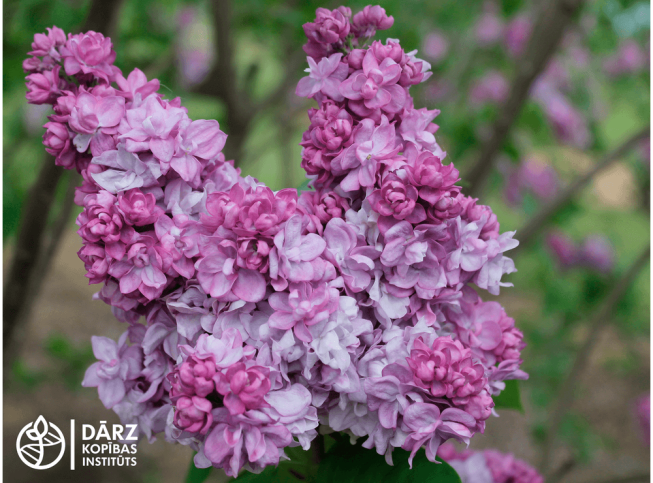 Syringa vulgaris   'Katherine Havemeyer'
